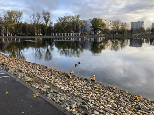 Сдам однокомнатную (1-комн.) квартиру, Черского проезд, 11, Москва г