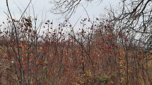 Продам участок 33 соток, ИЖС, Поланур ул, Поланур д, 0 км от города