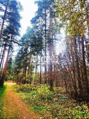 Продам участок 25 соток, ИЖС, Связи ул, Сосново п, 60 км от города