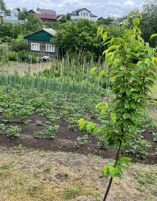 Продам дом, Заводская ул, 8, Новоселки с, 30 км от города