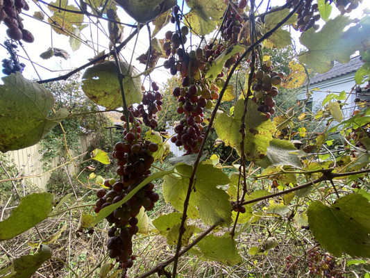 Продам двухкомнатную (2-комн.) квартиру, Спорная ул, 117, Кривенковское с