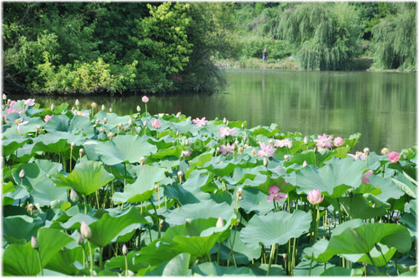 Продам участок 6,7 соток, ИЖС, Красноармейский пер, 2, Хадыженск г, 0 км от города