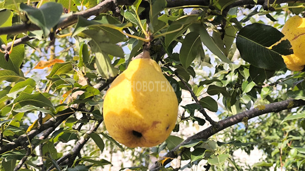 Продам дом, Красноармейская ул, 100, Киевское с, 0 км от города