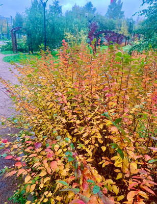 Продам однокомнатную (1-комн.) квартиру, Кооперативная (Торфяное тер.) ул, 8, Парголово п