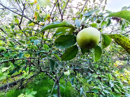 Продам дом, Удачная ул, 618, Горки-4 тер. СПК, 0 км от города