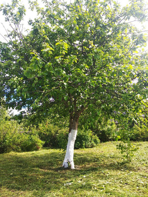 Продам дачу, Салют тер. СНТ, 0 км от города