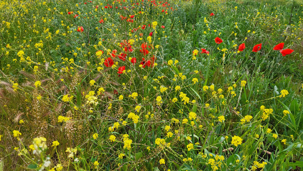 Продам участок 11 соток, ИЖС, Ростовская ул, 44, Анапа г, 0 км от города