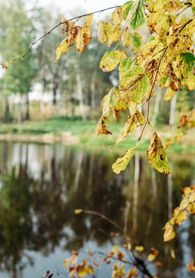 Продам участок 6 соток, Садоводство, Левково д, 0 км от города