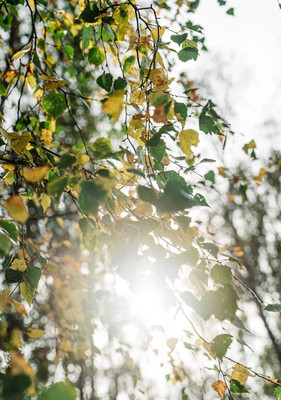 Продам участок 6 соток, Садоводство, Левково д, 0 км от города