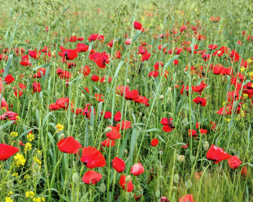 Продам участок 5 соток, ИЖС, Лиманный пер, 24, Веселовка п, 0 км от города