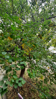 Продам однокомнатную (1-комн.) квартиру, Русская ул, 38а, Симферополь г