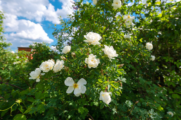 Продам дом, Хуторская ул, 16кА, Кошерово д, 0 км от города