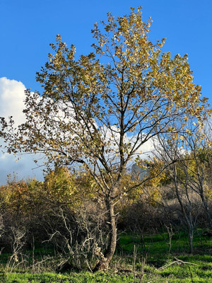 Продам участок 10 соток, Фермерское хоз., 11-й (Колос тер. СНТ) проезд, Куток х, 0 км от города