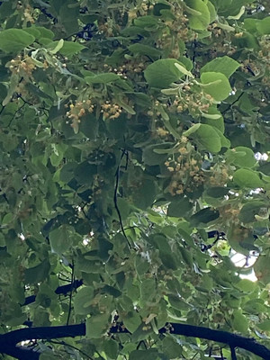 Продам двухкомнатную (2-комн.) квартиру, Дмитровка Б. ул, 8, Москва г