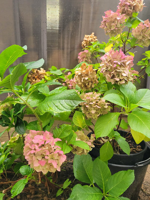 Продам трехкомнатную (3-комн.) квартиру, Яблочная ул, 44, Черешня с