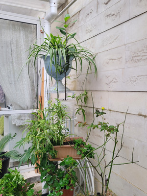 Продам трехкомнатную (3-комн.) квартиру, Яблочная ул, 44, Черешня с