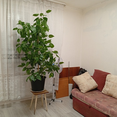 Продам трехкомнатную (3-комн.) квартиру, Стародеревенская ул, 20к2, Санкт-Петербург г