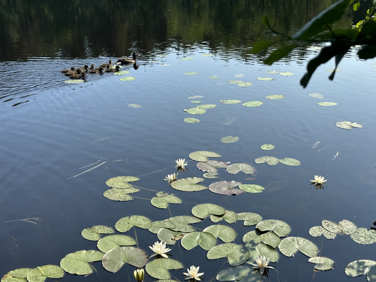 Продам участок 6 соток, Фермерское хоз., Уткино п, 0 км от города