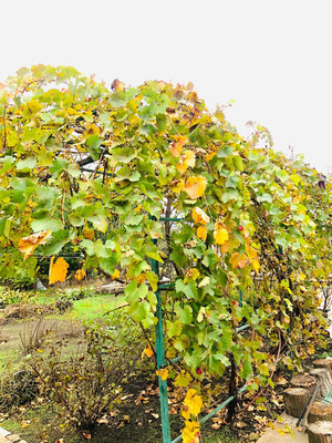 Продам дом, Советская ул, 10, Песчанокопское с, 0 км от города