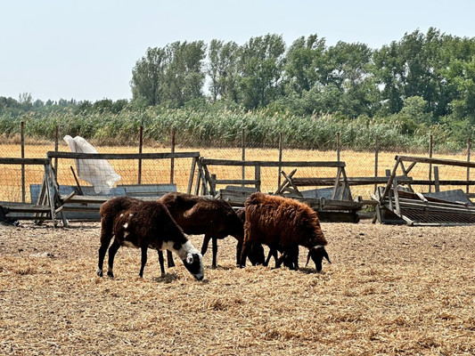 Продам участок 524 соток, ИЖС, Незамаевская ст-ца, 0 км от города