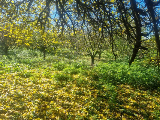 Продам участок 16,5 соток, ИЖС, Ленина ул, Урвань с, 0 км от города