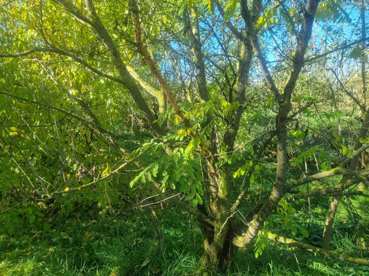 Продам участок 16,5 соток, ИЖС, Ленина ул, Урвань с, 0 км от города