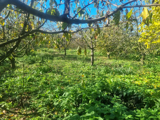 Продам участок 16,5 соток, ИЖС, Ленина ул, Урвань с, 0 км от города