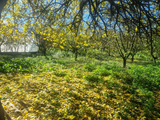 Продам участок 16,5 соток, ИЖС, Ленина ул, Урвань с, 0 км от города