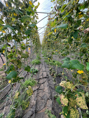 Продам склад 13 789 м2, Аграрная ул, 6, Переславское п