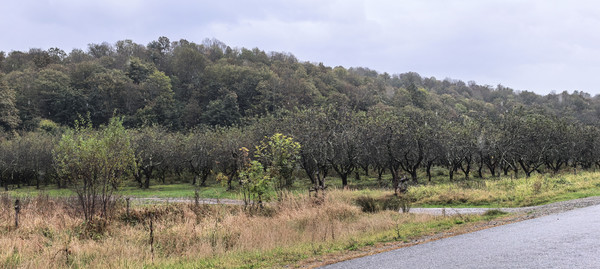 Продам землю для коммерческого использования 2 соток, Фермерское хоз., Анастасиевка с