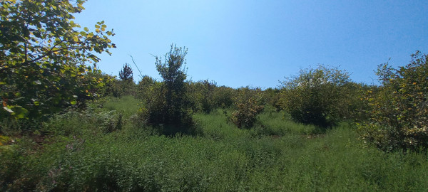 Продам землю для коммерческого использования 6 соток, Фермерское хоз., Анастасиевка с