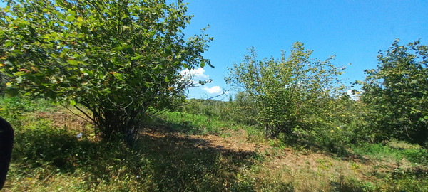 Продам землю для коммерческого использования 6 соток, Фермерское хоз., Анастасиевка с