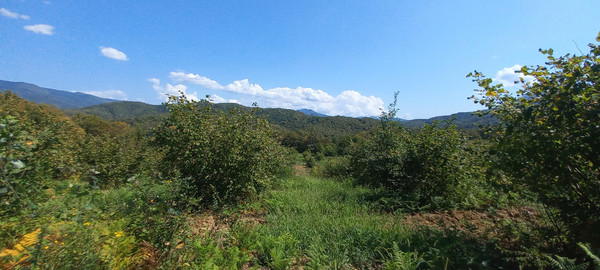 Продам землю для коммерческого использования 6 соток, Фермерское хоз., Анастасиевка с