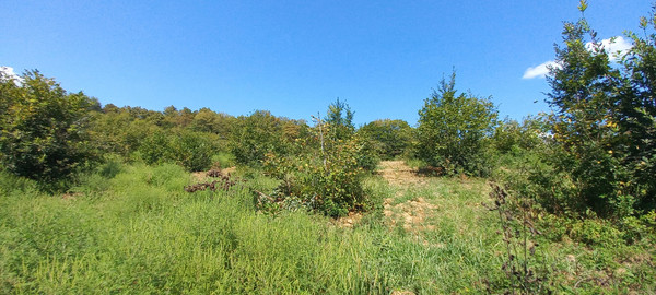 Продам землю для коммерческого использования 6 соток, Фермерское хоз., Анастасиевка с