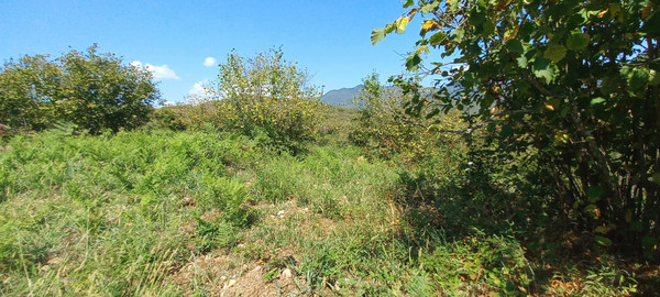 Продам землю для коммерческого использования 6 соток, Фермерское хоз., Анастасиевка с