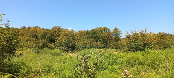 Продам землю для коммерческого использования 6 соток, Фермерское хоз., Анастасиевка с