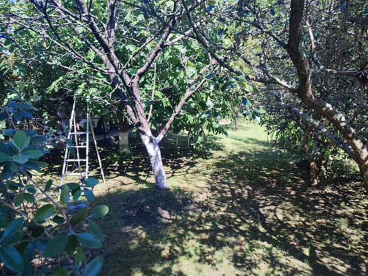 Продам дачу, Чаевод тер. СНТ, 20, Сочи г, 0 км от города