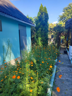 Продам дачу, Чаевод тер. СНТ, 20, Сочи г, 0 км от города