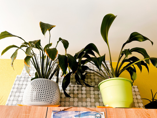 Продам однокомнатную (1-комн.) квартиру, Виноградная ул, 224/11, Беранда с