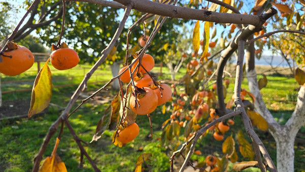 Продам таунхаус, Кубанская ул, 2кв, Витязево с, 0 км от города