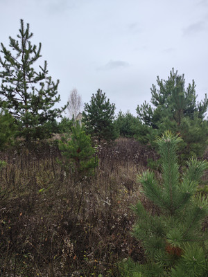 Продам участок 13,5 соток, ИЖС, Минино д, 0 км от города