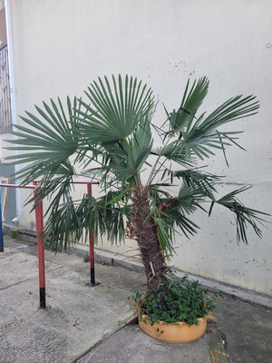 Продам однокомнатную (1-комн.) квартиру, Верхняя Лысая гора (Цирк тер. СНТ) ул, 26б, Сочи г