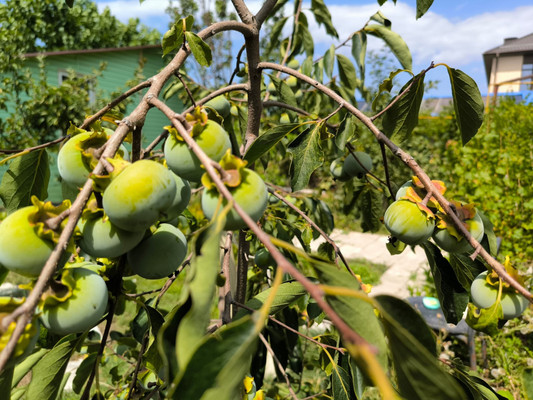 Продам дом, 3Б мкр, 51, Анапа г, 0 км от города