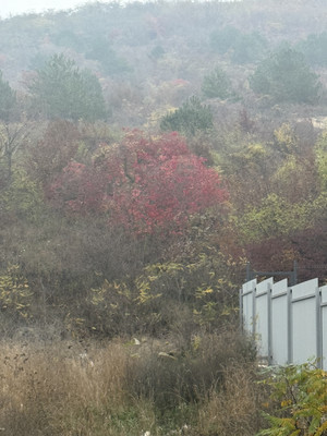 Продам участок 5,5 соток, ИЖС, Кедровая ул, Супсех с, 0 км от города