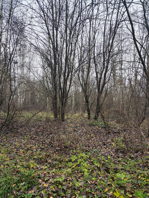 Продам участок 30 соток, ИЖС, Лесная ул, Трошково д, 0 км от города