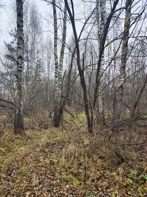 Продам участок 30 соток, ИЖС, Лесная ул, Трошково д, 0 км от города