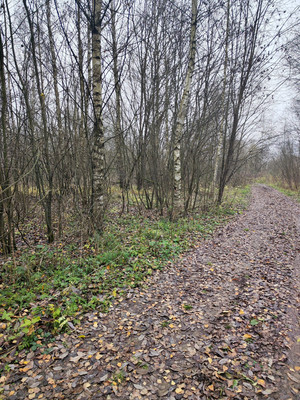 Продам участок 30 соток, ИЖС, Лесная ул, Трошково д, 0 км от города