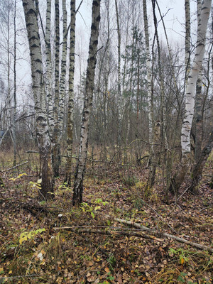 Продам участок 30 соток, ИЖС, Лесная ул, Трошково д, 0 км от города