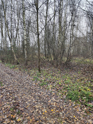 Продам участок 30 соток, ИЖС, Лесная ул, Трошково д, 0 км от города