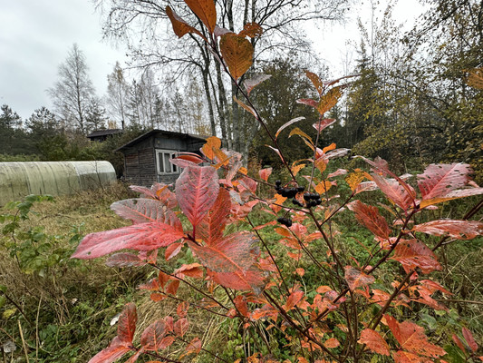 Продам участок 6,1 соток, Фермерское хоз., Бор п, 0 км от города